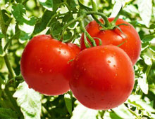 Біодобриво «AgroMax®»