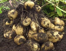Біодобриво «AgroMax®»