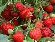 Біодобриво «AgroMax®»
